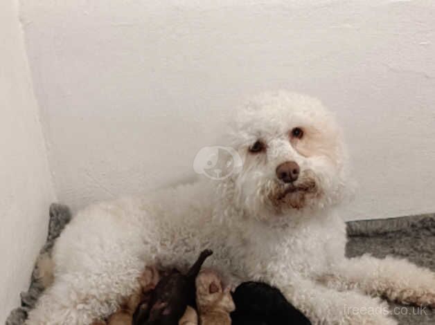 Stunning F2B Cockapoo Puppies for sale in Pontefract, West Yorkshire - Image 4