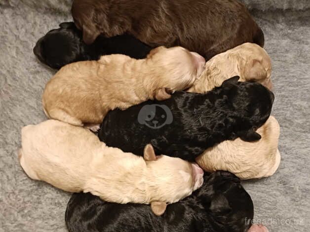 Stunning F2B Cockapoo Puppies for sale in Pontefract, West Yorkshire - Image 5