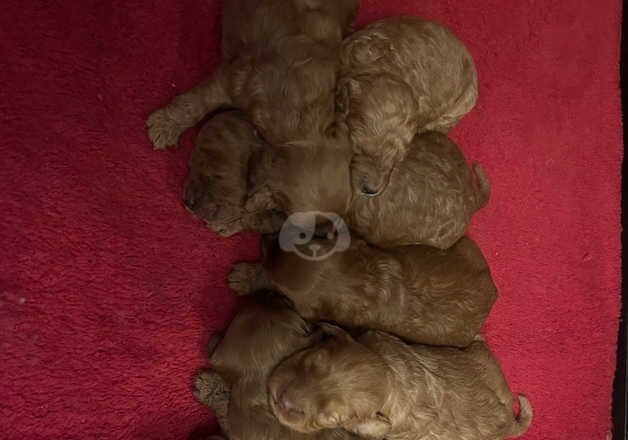 Stunning fox red curly Cockapoo puppies for sale £1150 for sale in Great Yarmouth, Norfolk