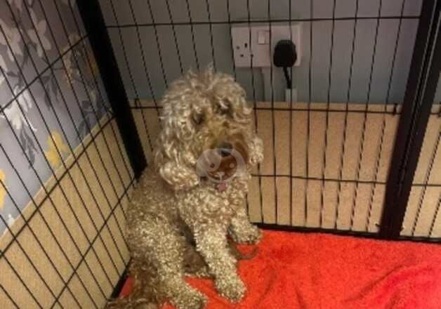 Stunning fox red curly Cockapoo puppies for sale £1150 for sale in Great Yarmouth, Norfolk - Image 3