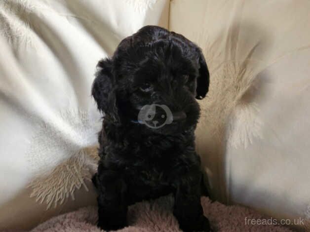 Stunning girl cockapoos for sale in Watford, Northamptonshire