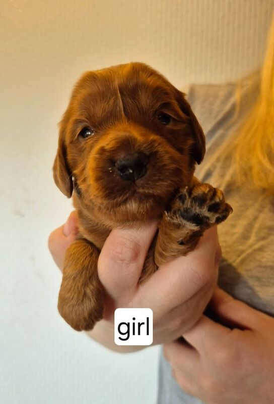 Stunning Health Tested F1 Cockapoo puppies for sale in Mauchline, Ayrshire and Arran - Image 1