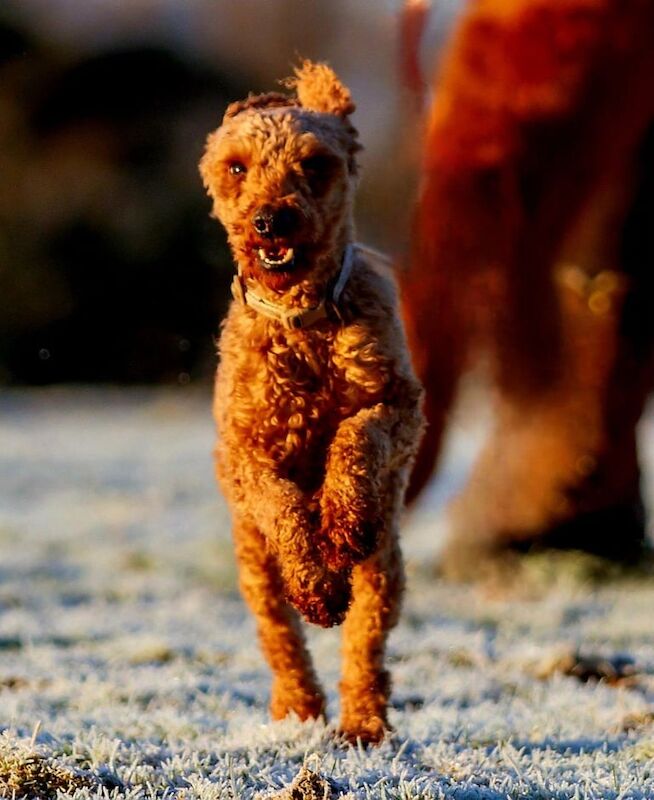 Stunning Health Tested F1 Cockapoo puppies for sale in Mauchline, Ayrshire and Arran - Image 3