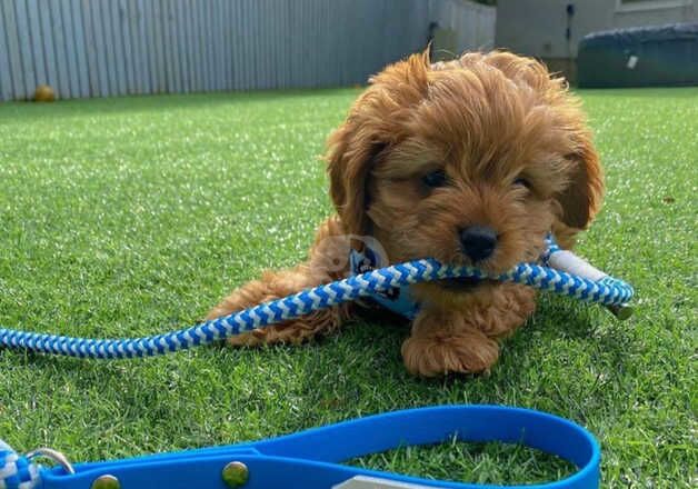 Cockapoo Puppies for sale in Greater London