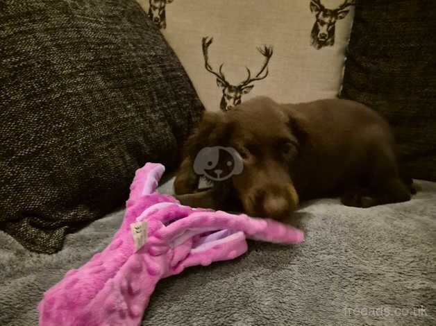 Stunning kc cocker spaniel puppys for sale in Durham, County Durham