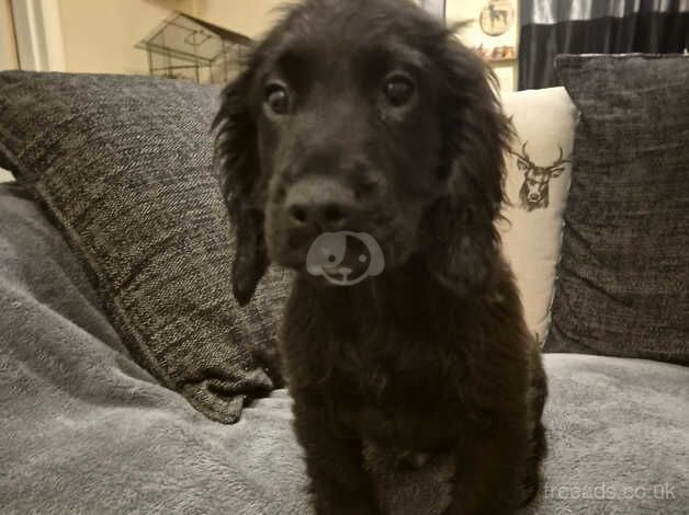 Cockapoo Puppies for sale in County Durham