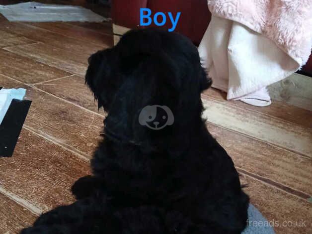 Stunning last 1 fluffy cockerpoo pups for sale in Lowestoft, Suffolk - Image 2