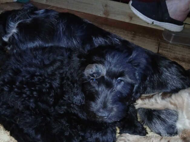 Cockapoo Puppies for sale in Suffolk