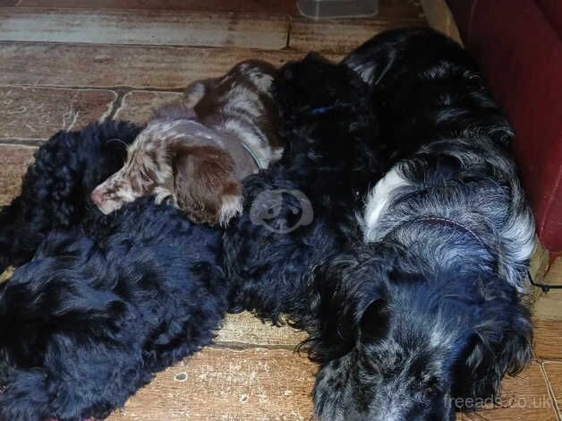 Cockapoo Puppies for sale