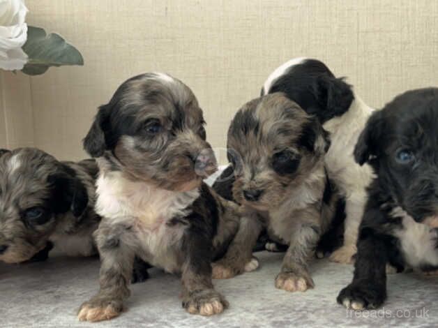 Stunning Merle cockapoo puppies for sale in Bicester, Oxfordshire