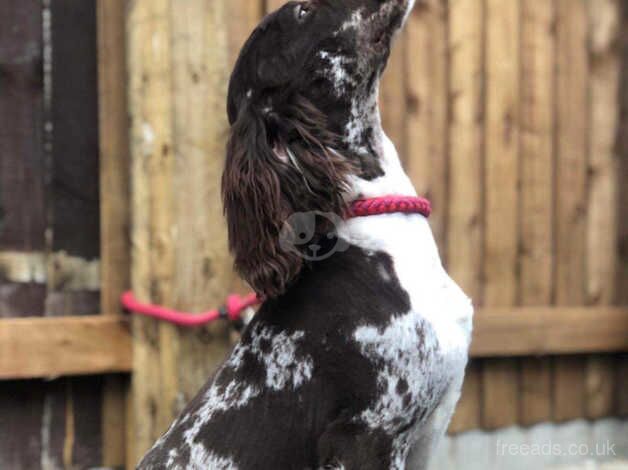 Stunning Merle cockapoo puppies for sale in Bicester, Oxfordshire - Image 2