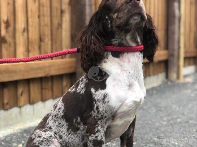 Stunning Merle cockapoo puppies for sale in Bicester, Oxfordshire - Image 3