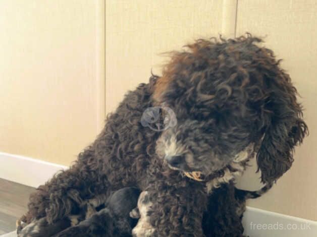 Stunning Merle cockapoo puppies for sale in Bicester, Oxfordshire - Image 4