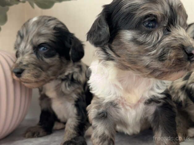 Stunning Merle cockapoo puppies for sale in Bicester, Oxfordshire - Image 5