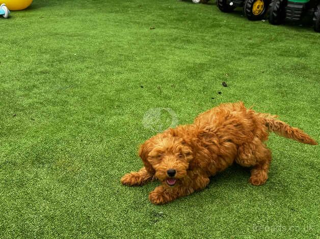 Stunning Miniature Cockapoos for sale in Maidstone, Kent - Image 3