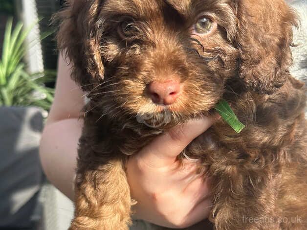 Stunning rare chocolate cockapoo puppies last 2 ready now for sale in Grimsby, Lincolnshire