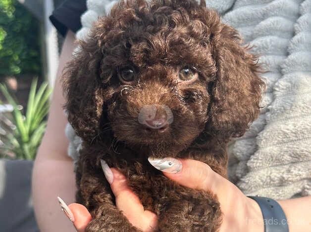 Stunning rare chocolate cockapoo puppies last 2 ready now for sale in Grimsby, Lincolnshire - Image 2