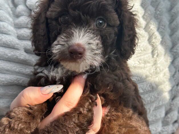 Stunning rare chocolate cockapoo puppies last 2 ready now for sale in Grimsby, Lincolnshire - Image 3