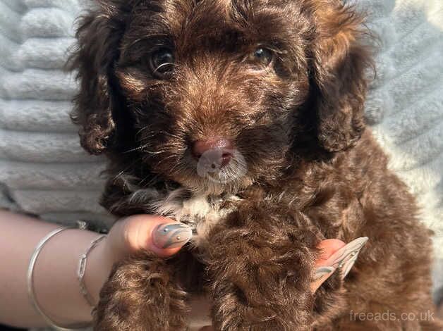 Stunning rare chocolate cockapoo puppies last 2 ready now for sale in Grimsby, Lincolnshire - Image 4