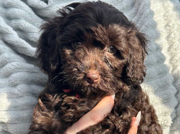 Stunning rare chocolate cockapoo puppies last 2 ready now for sale in Grimsby, Lincolnshire - Image 5