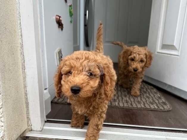 Stunning Red Cockapoos for sale in Dumbarton, West Dunbartonshire - Image 2