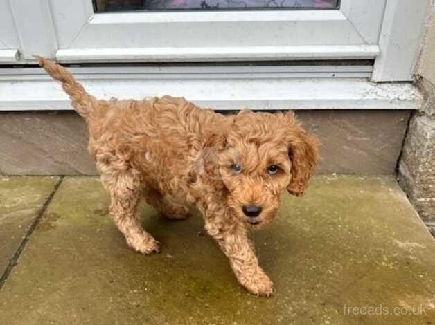 Cockapoo Puppies for sale in West Dunbartonshire