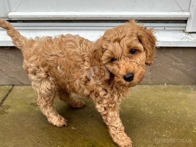 Cockapoo Puppies for sale