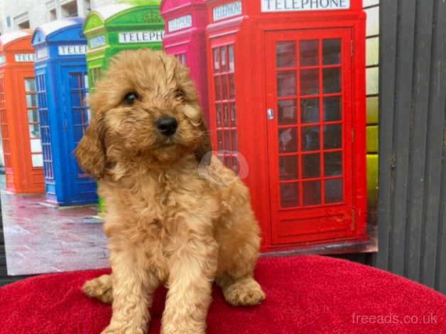 STUNNING RED F1 COCKAPOOS READY NOW! for sale in Wrexham, Wrexham