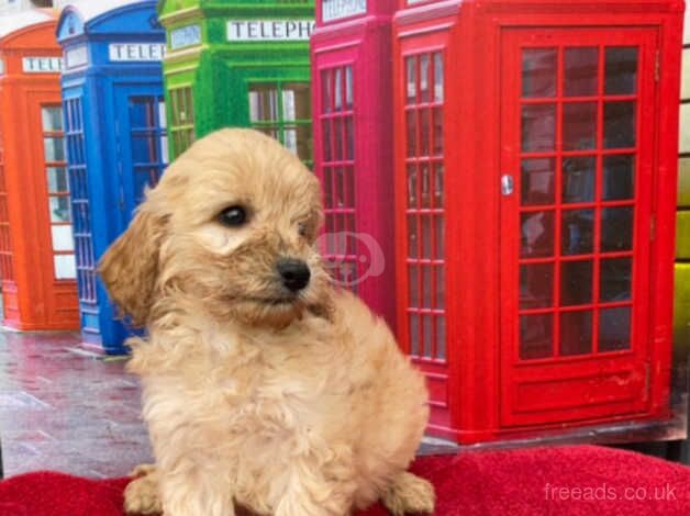 STUNNING RED F1 COCKAPOOS READY NOW! for sale in Wrexham, Wrexham - Image 4