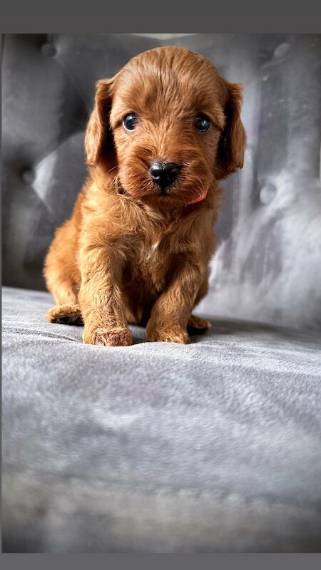 Stunning red toy cockapoos for sale in Sunderland, Tyne and Wear - Image 1