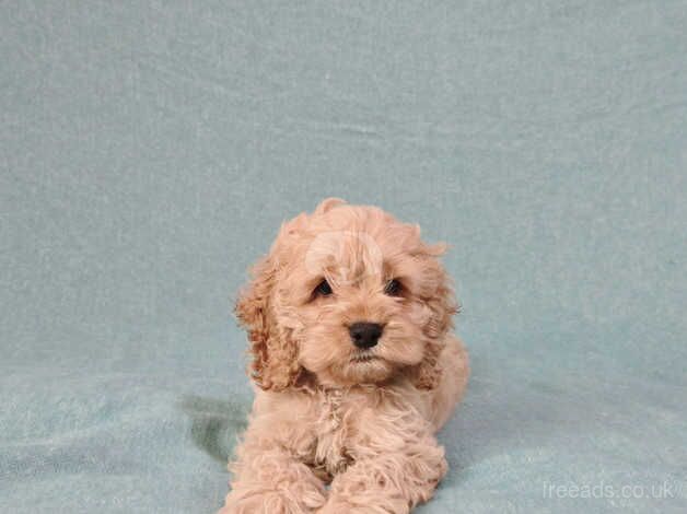 Stunning Snub nosed Cockapoo Girl for sale in Edinburgh, City of Edinburgh - Image 1