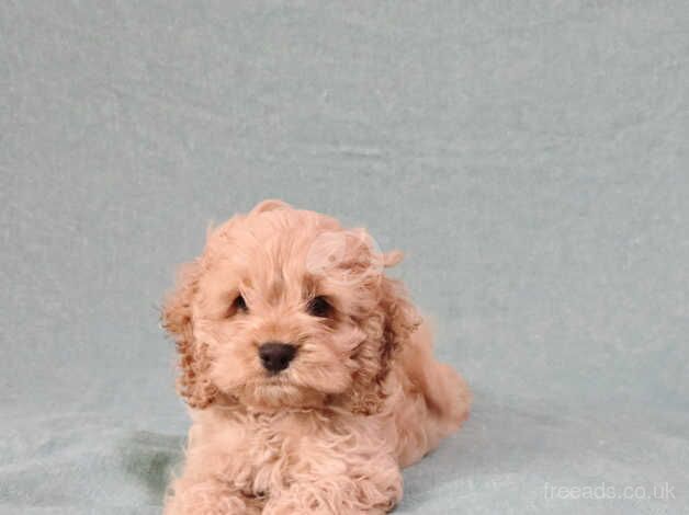 Stunning Snub nosed Cockapoo Girl for sale in Edinburgh, City of Edinburgh - Image 2