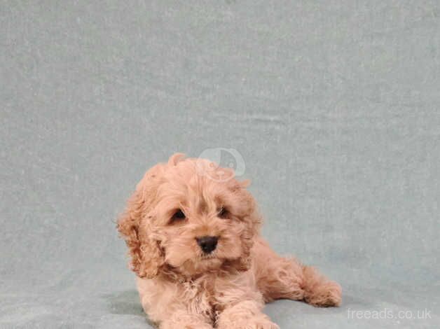 Stunning Snub nosed Cockapoo Girl for sale in Edinburgh, City of Edinburgh - Image 3