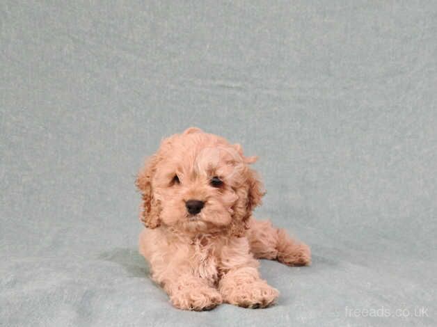 Stunning Snub nosed Cockapoo Girl for sale in Edinburgh, City of Edinburgh - Image 4