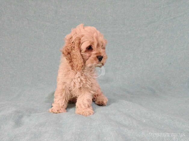 Stunning Snub nosed Cockapoo Girl for sale in Edinburgh, City of Edinburgh - Image 5