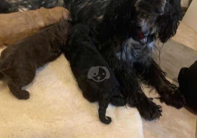 Superb F1 cockapoo puppies rare clours for sale in Lancaster, Lancashire