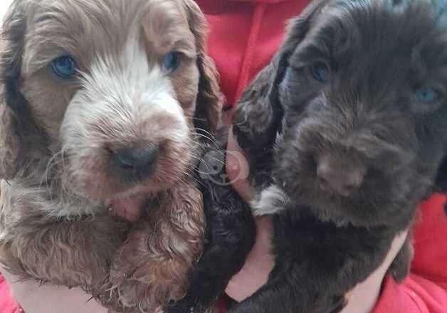 Superb F1 cockapoo puppies rare clours for sale in Lancaster, Lancashire - Image 2