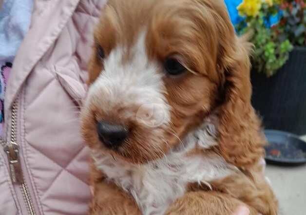 Superb F1 cockapoo puppies rare clours for sale in Lancaster, Lancashire - Image 3