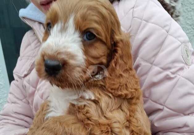 Superb F1 cockapoo puppies rare clours for sale in Lancaster, Lancashire - Image 4