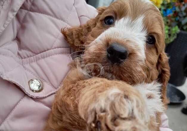 Superb F1 cockapoo puppies rare clours for sale in Lancaster, Lancashire - Image 5