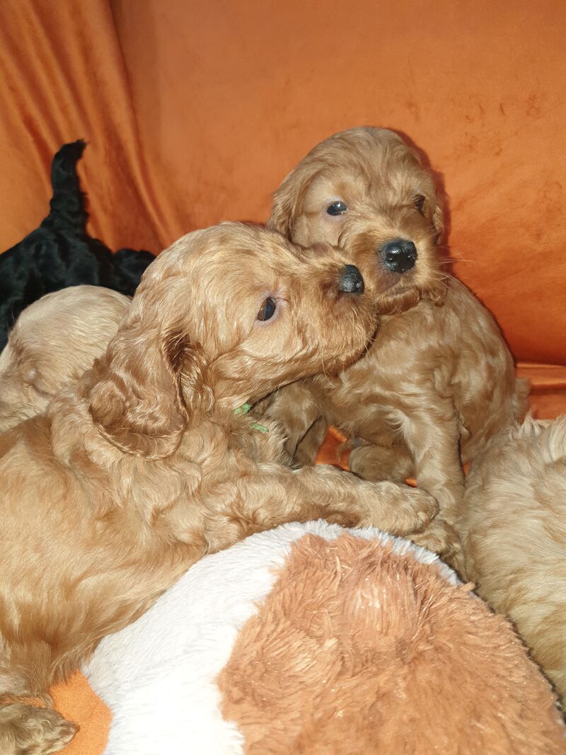 SUPERB SHOW F1 COCKAPOO PRA-prcd CLEAR FROM KC REG ♥ PARENTS! for sale in Harlow, Essex - Image 2
