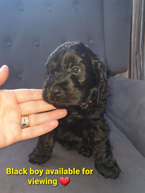 SUPERB SHOW F1 COCKAPOO PRA-prcd CLEAR FROM KC REG ♥ PARENTS! for sale in Harlow, Essex - Image 7