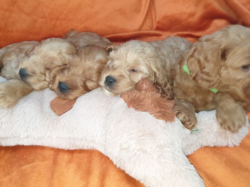 SUPERB SHOW F1 COCKAPOO PRA-prcd CLEAR FROM KC REG ♥ PARENTS! for sale in Harlow, Essex