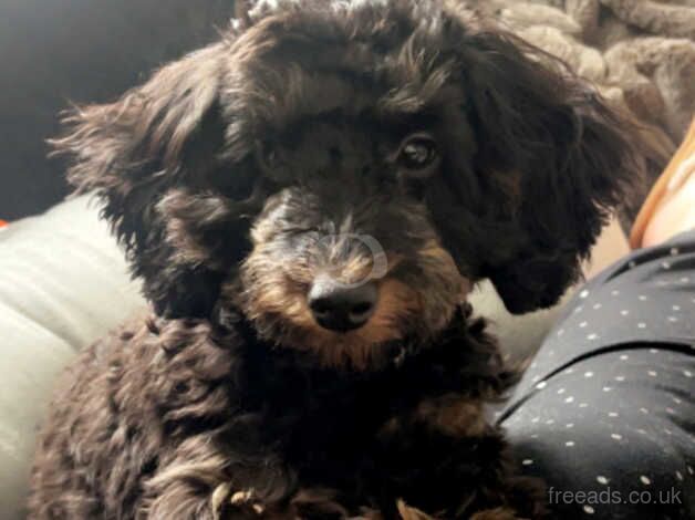 Cockapoo Puppies for sale in Hampshire