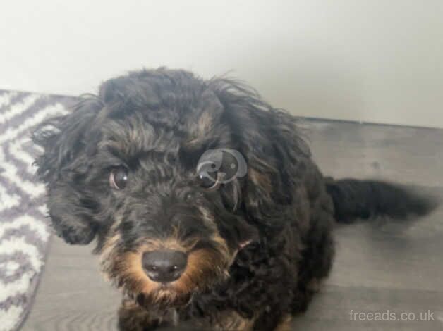 Cockapoo Puppies for sale