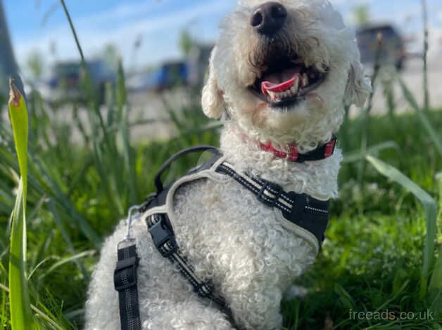 Teddy, cockapoo for sale in Preston, East Lothian