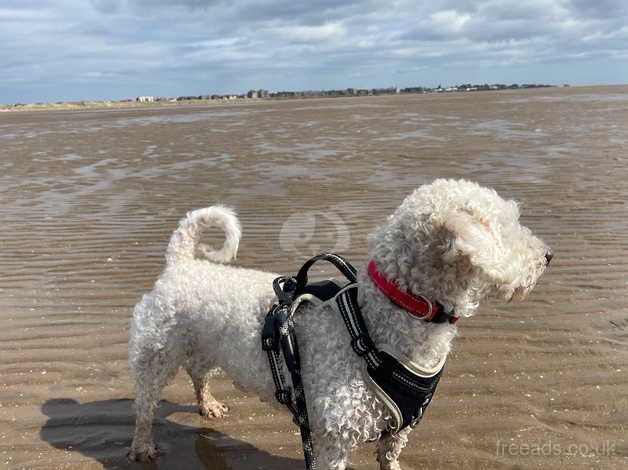 Teddy, cockapoo for sale in Preston, East Lothian - Image 2