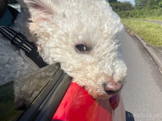 Teddy, cockapoo for sale in Preston, East Lothian - Image 3