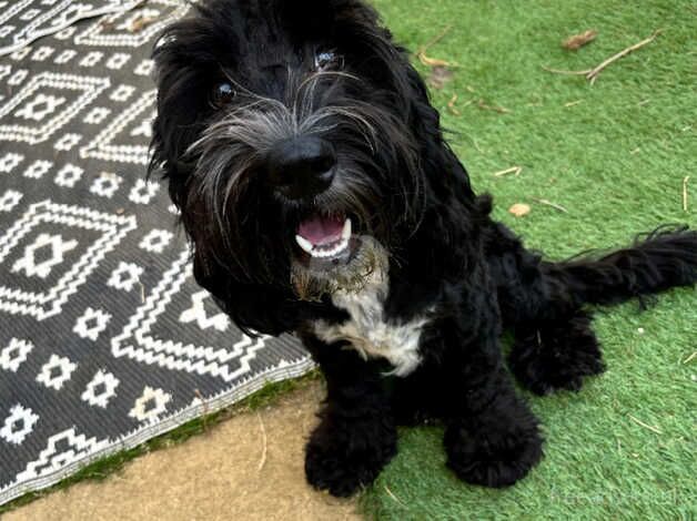 Teddy for sale in Witney, Oxfordshire