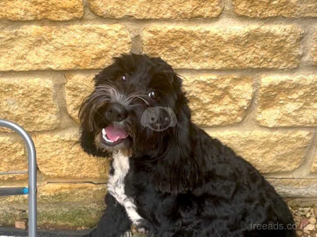 Teddy for sale in Witney, Oxfordshire - Image 2